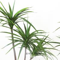 uploads/erp/collection/images/Home Garden/dgjiawang/XU0612861/img_b/XU0612861_img_b_2